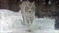 1 января московский зоопарк будет работать бесплатно