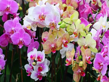 В Москве проходит фестиваль орхидей
