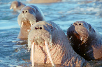 В Москве пройдет выставка фотографий редких животных Арктики