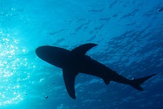 В Египте акула напала на туриста из Германии