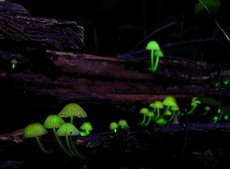 Ученые разгадали секрет светящихся грибов