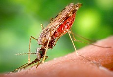 Комар - самое опасное для человека живое существо