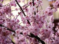 На Сицилии состоится фестиваль цветущего миндаля