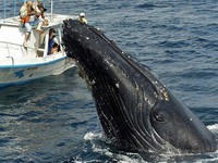 В Доминикане можно полюбоваться на горбатых китов