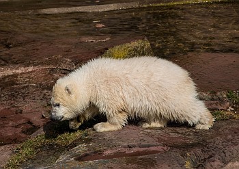 Спасённый на Чукотке медвежонок переехал в Московский зоопарк