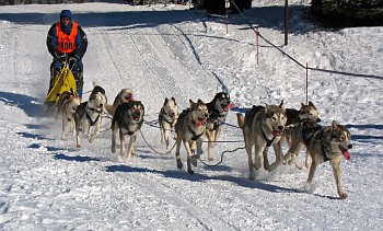 В Тотьме пройдут гонки на собачьих упряжках