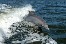 Керченский мост привлекает дельфинов