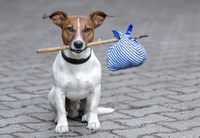 В Берлине ввели налог на туристов с собаками