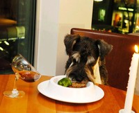 В московском Ritz-Carlton появилось собачье меню