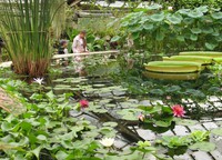 В Санкт-Петербурге открывается Ботанический сад