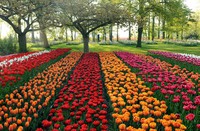 В Амстердаме появился Остров тюльпанов