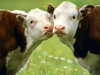 В Рязанской области можно попасть на парад коров