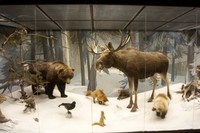 «Всемирный день животных» в Дарвиновском музее Москвы