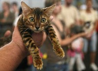 В Праге пройдет всемирная выставка кошек
