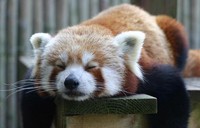 В Московском зоопарке появилась красная панда