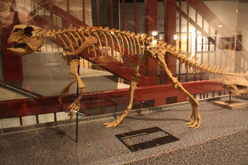 В Кемеровском музее можно реставрировать кости динозавров