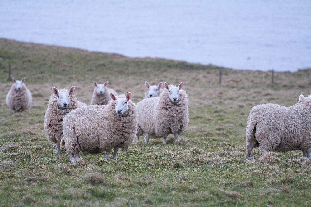 Great Britain trip, part 6, road to John o`Groats